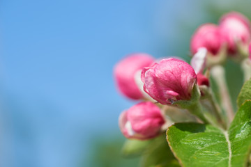 Spring flowers on a tree branch. Pink buds