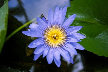 Purple water lily closeup