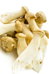 Kräuterseitlinge isoliert