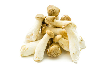 Kräuterseitlinge isoliert