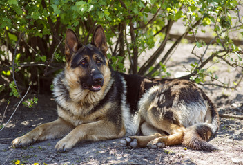 German Shepherd lying in shadow