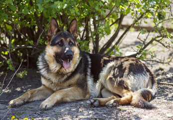 German Shepherd lying in shadow