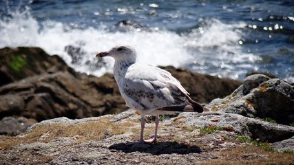 Mouette sur un rocher en Bretagne 
