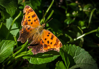 papillon