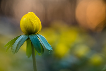 Yellow flower closeup with shallow depth of field - Eranthis hyemalis - early signs of spring