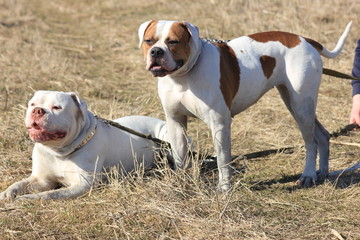 American bulldog champion