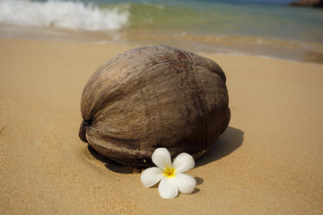 Fototapeta na wymiar Tropical beach. Exotic background. Coconut with plumeria flower on the untouched triopcal beach.
