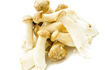 Kräuterseitlinge isoliert