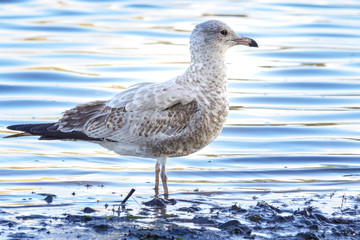 oiseau