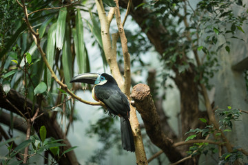 Toucan sitting on the branch