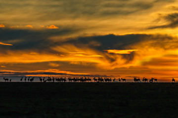 Sunrise with Impala Gazelles on the horizon in Masai Mara, Kenya