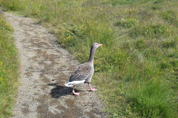 big duck snooping around looking for friends