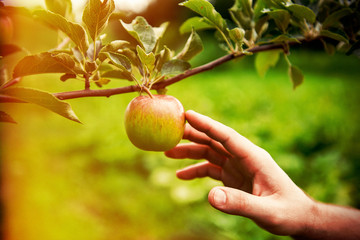 Gardener hand picking green apple