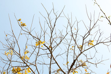 group of treetop and green leaf with sky from park