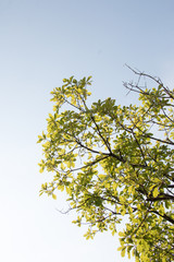 group of treetop and green leaf with sky from park