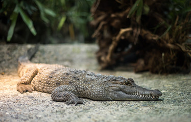 Obraz premium Crocodile