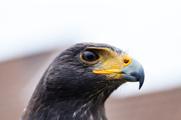 Close up photo of a Harris's hawk (parabuteo unicinctus)