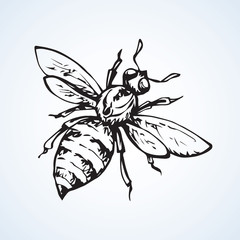 Fly. Vector drawing