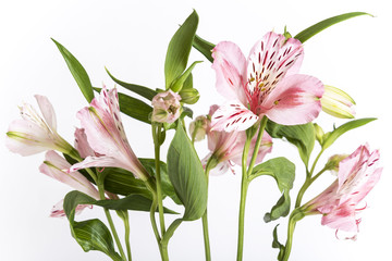 Alstroemeria, the white background