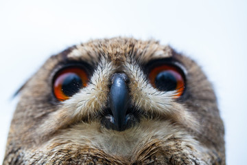 Close up photo of a Horned Owl or Eagle owl (Buto buto) (bubo)