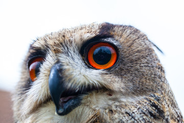 Close up photo of a Horned Owl or Eagle owl (Buto buto) (bubo)