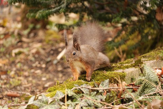 eichh&ouml;rnchen VIII
