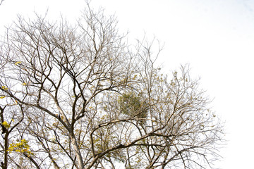 group of treetop and green leaf with sky from park