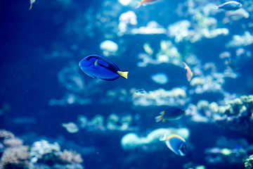 Colorful aquarium life