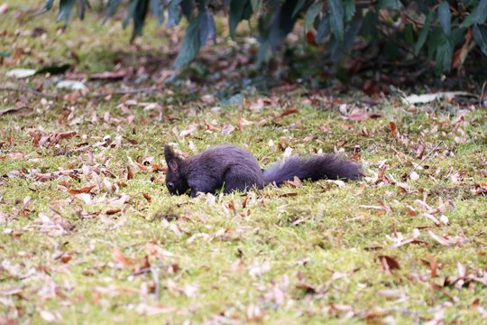 eichh&ouml;rnchen VIII