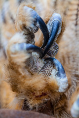 Close up of the flaw of a horned owl or Eagle Owl