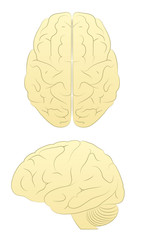 Brain. Line Art Vector of Brain form two angles