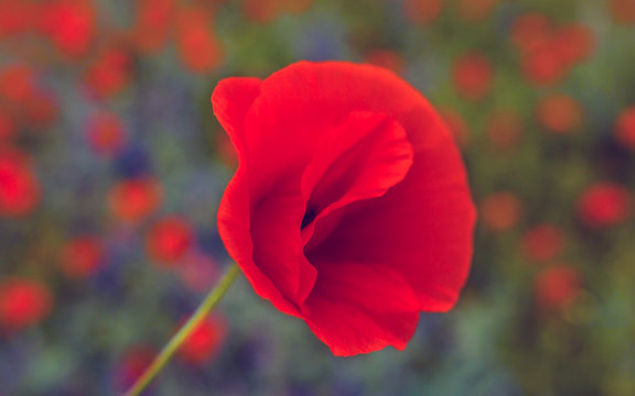 wild  flower poppy. Remembrance Day.