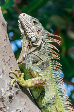 Iguana In Puerto Rico