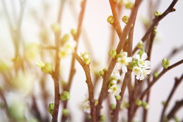 Knospende Frühlingszweige im Sonnenlicht