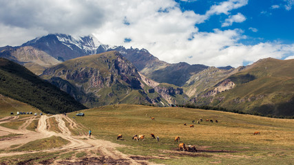 Kazbek in clouds and cows