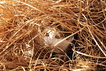 mimi versteckt sich I