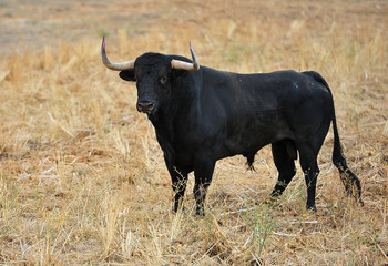 bull