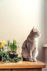Foto auf Leinwand The cat sits on a table next to spring flowers © Una