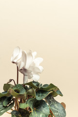 Flowers cyclamen on beige background place for text