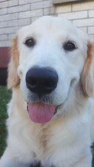 Golden Retriever face