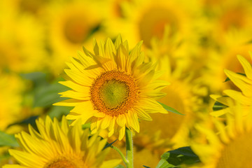 summer sunflower field scene