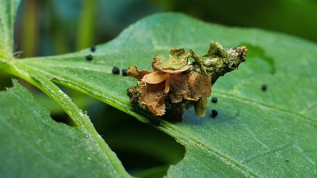The Common Bag Moth, caterpillar larvae protect for body by construct cases of leaf.