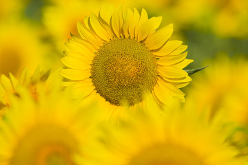 summer sunflower field scene