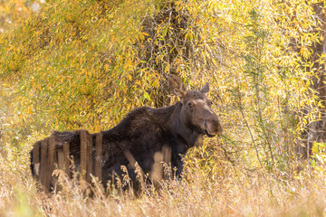 Cow Shiras Moose in Fall
