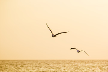 Gulls at sunset over the ocean