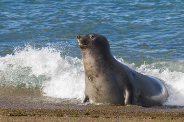 Naklejka premium Elephant seal, Patagonia, Argentina