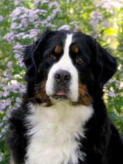 Bouvier Bernese mountain dog portrait