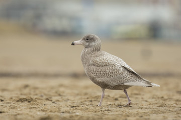glaucous gull Larus hyperboreus