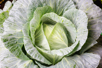 Fototapeta premium Cabbage in the garden.