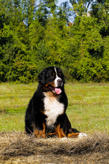 Naklejka na ściany i meble Bouvier Bernese mountain dog portrait